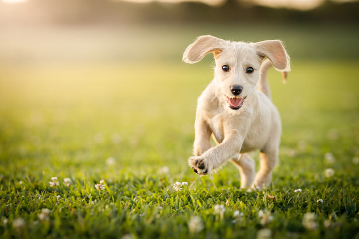 4 Dog Parks Close To The University Of Florida