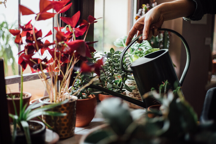 6 Best Indoor Houseplants