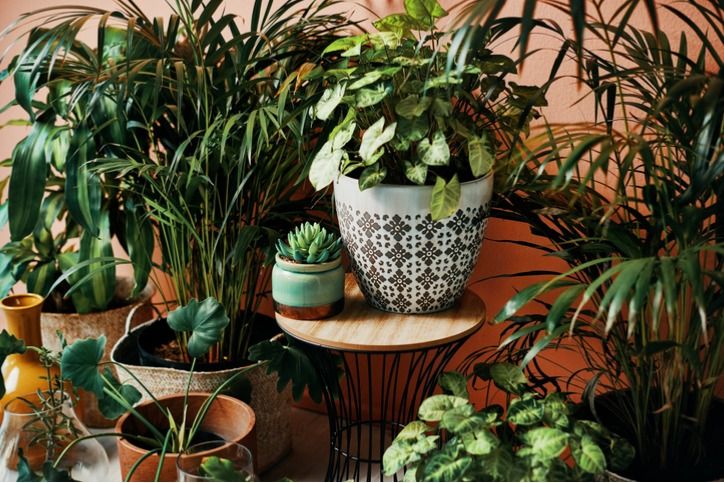 Image of 6 Easy To Grow Indoor Plants